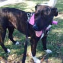Photo of Sasha ~ Mastiff X, 2yo On Trial 26/02/16