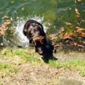 Photo of Sasha ~ Mastiff X, 2yo On Trial 26/02/16
