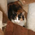 Photo of Melodee