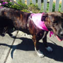 Photo of Sasha ~ Mastiff X, 2yo On Trial 26/02/16