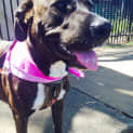 Photo of Sasha ~ Mastiff X, 2yo On Trial 26/02/16