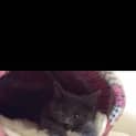 Photo of "Purdey" Purrfect Match