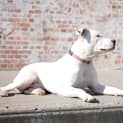 Photo of Dash *Adoption Pending*