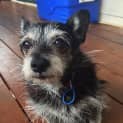Photo of Shadow
