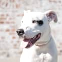 Photo of Dash *Adoption Pending*