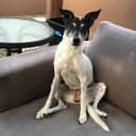 Photo of Bambi ** I'm Just $200! ** 