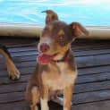 Photo of Rusty *On Trial In His New Home*