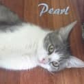 Photo of Pearl