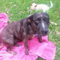 Photo of Bindi ~ Senior Staffy (Adopted 16/7/16)