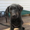 Photo of Zara *On Trial In Her New Home*