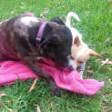 Photo of Bindi ~ Senior Staffy (Adopted 16/7/16)