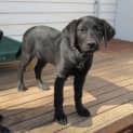 Photo of Zara *On Trial In Her New Home*