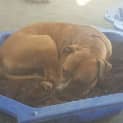 Photo of Boof *** Cat Friendly & A Love Bug ***