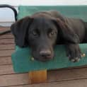 Photo of Zara *On Trial In Her New Home*