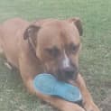 Photo of Boof *** Cat Friendly & A Love Bug ***