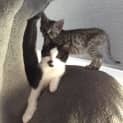 Photo of Kitler Meet Me At Vets On Parker Templestowe