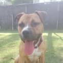 Photo of Boof *** Cat Friendly & A Love Bug ***