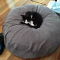 Photo of Kitler Meet Me At Vets On Parker Templestowe