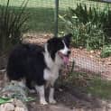 Photo of Ronnie On Hold Pending Adoption