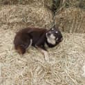 Photo of Rusty