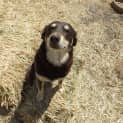 Photo of Rusty