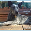 Photo of Blu ~ Cattle Dog X Kelpie (Trial 10/12/15)