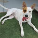 Photo of Abby *On Trial In Her New Home*