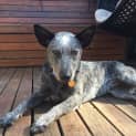 Photo of Blu ~ Cattle Dog X Kelpie (Trial 10/12/15)