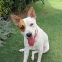 Photo of Abby *On Trial In Her New Home*