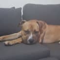 Photo of Boof *** Cat Friendly & A Love Bug ***