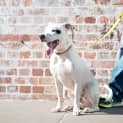 Photo of Dash *Adoption Pending*