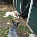 Photo of Blu ~ Cattle Dog X Kelpie (Trial 10/12/15)