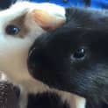 Photo of Candy And Nibbles