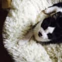 Photo of Kitler Meet Me At Vets On Parker Templestowe