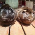 Photo of Stormie And Bolt