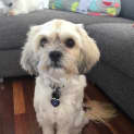 Photo of Little Bruno