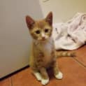 Photo of Ronald