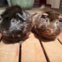 Photo of Stormie And Bolt
