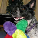 Photo of Roxy