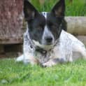 Photo of Roxy