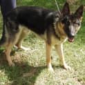 Photo of Woodie On Hold Pending Adoption