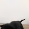 Photo of Zazu