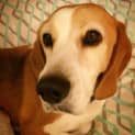 Photo of Piper