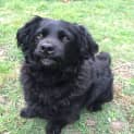 Photo of Jet ~ Cocker Spaniel X Shih Tzu (On Trial 6/12/15)