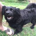 Photo of Jet ~ Cocker Spaniel X Shih Tzu (On Trial 6/12/15)