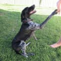 Photo of Mollie *On Trial In Her New Home*