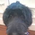 Photo of Digby