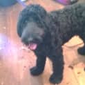 Photo of Digby