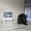 Photo of Zazu