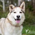 Photo of Shadow
